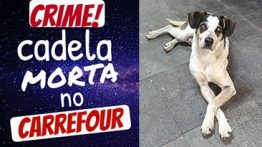 CACHORRINHA MORTA NO CARREFOUR