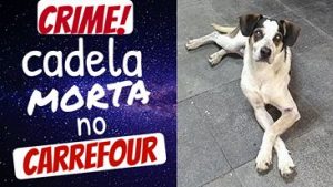 CACHORRINHA MORTA NO CARREFOUR