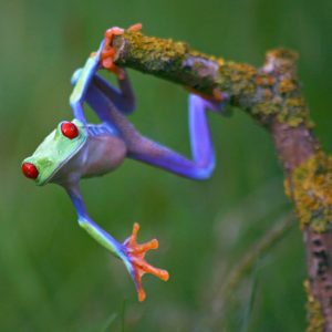 FATOS SOBRE SAPOS – PARTE 8