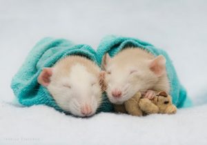 O PACOTE DO RATO – PARTE 4