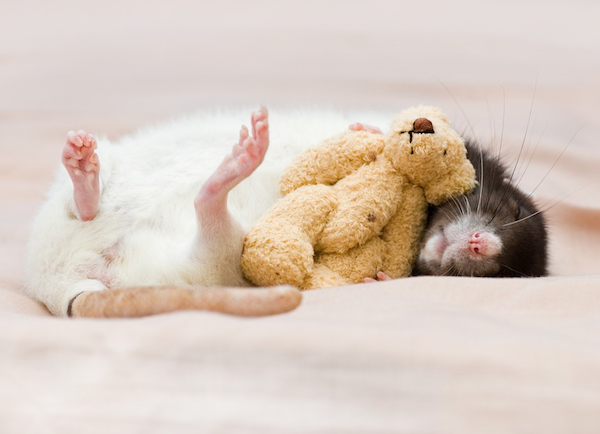 O PACOTE DO RATO – PARTE 8