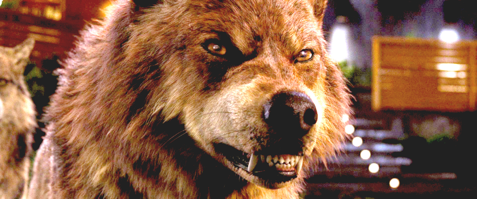 SOBRANCELHA DE LOBSOMEM COM ÓLEO DE RÍCINO