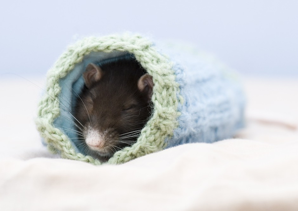 O PACOTE DO RATO – PARTE 7