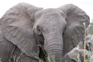 Experiências dimensionam a inteligência animal