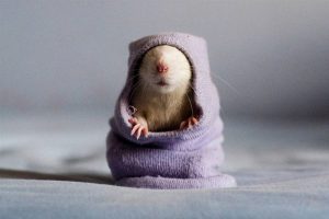 O PACOTE DO RATO – PARTE 5