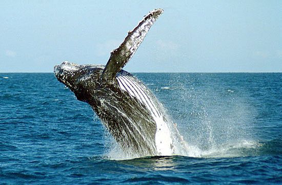 Ilustres Visitantes: As Baleias Jubarte