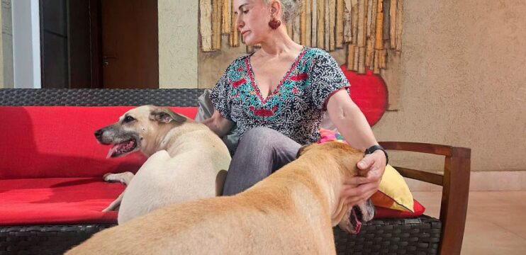 Senado analisa projetos que proíbem fogos de artifício com barulho  Fonte: Agência Senado