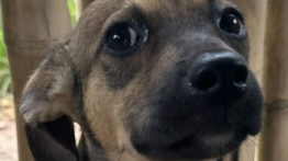 ANIMAIS ABANDONADOS NO TERRITÓRIO INDÍGENA APYTEREWA