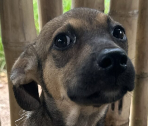 ANIMAIS ABANDONADOS NO TERRITÓRIO INDÍGENA APYTEREWA