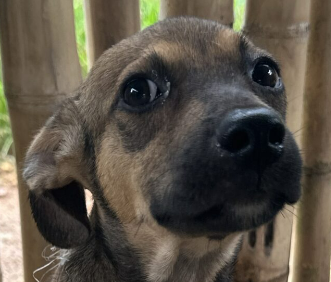 ANIMAIS ABANDONADOS NO TERRITÓRIO INDÍGENA APYTEREWA